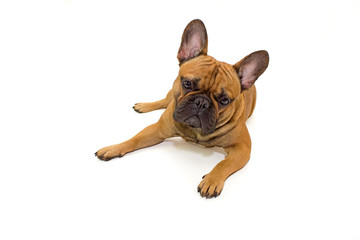 dog French Bulldog breed sitting on a white background isolate, the concept of the content and care of pets, veterinarian and dog handler