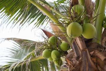 coconut on tree with bokeh nature