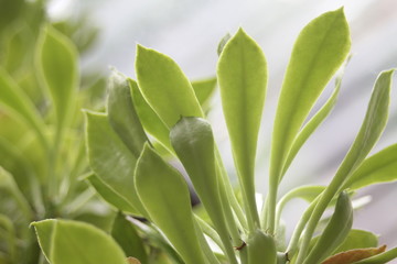 Potted Garden Leaves