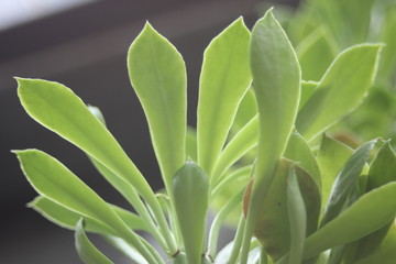 Potted Garden Leaves