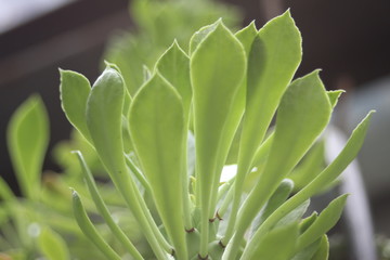 Potted Garden Leaves