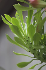 Potted Garden Leaves