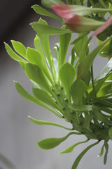 Potted Garden Leaves