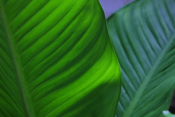 Potted Garden Leaves