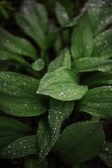 rain drops on a leaf