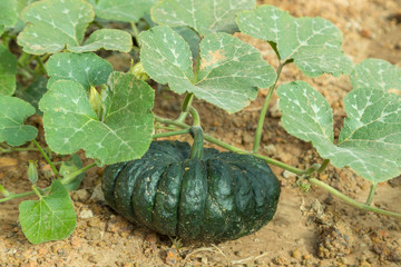 Pumpkin of Thailand in the garden