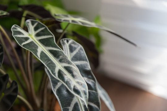 Alocasia Sanderiana Bull