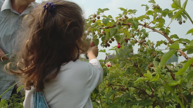 Baby girl pick up and eat fresh raspberry in the garden. Summer harvest.
