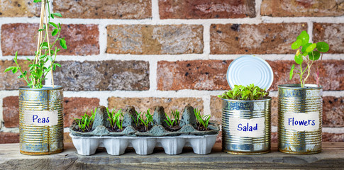 vegetable seedlings growing in reuse tin cans and egg box on kitchen shelf. Self sufficiency at home, save money, recycle, reuse to reduce waste and grow your own food.