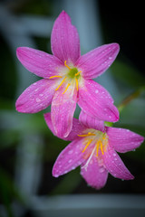 Pink zephyranthes grandiflora flower has water drops along the petals