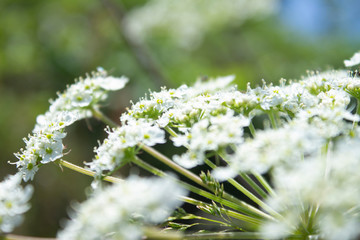 Beautiful white wild flower with green blurred background-concept background, wallpaper