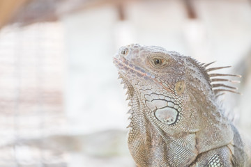 Iguana creeping animals