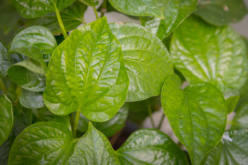 Fototapeta na wymiar Chaplo or piper is Thai herb