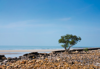 Fototapeta na wymiar View of the peaceful coastline has a tree.
