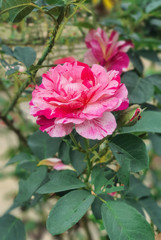 Fototapeta premium Beautiful roses in north west of Vietnam