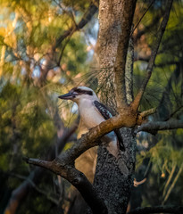 Kookaburra Perched
