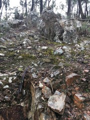 rocks and sticks in the bushland forest