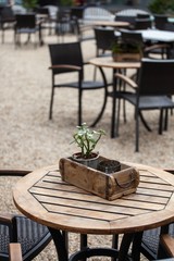 plants decorations in restaurant