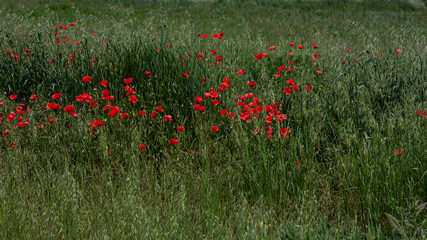 field of red poppies