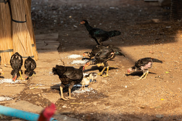 Fighting cocks is eating  waste food on the grass
Fighting cocks is eating  waste food in the nets

