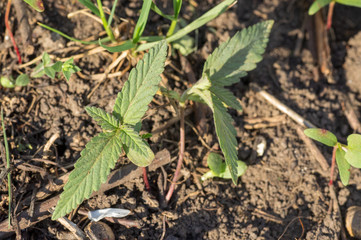 Small green sprout marijuana medicinal