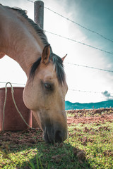 Caballo.