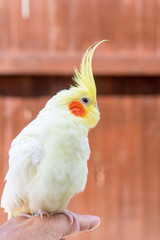 オカメインコ　ルチーノ種