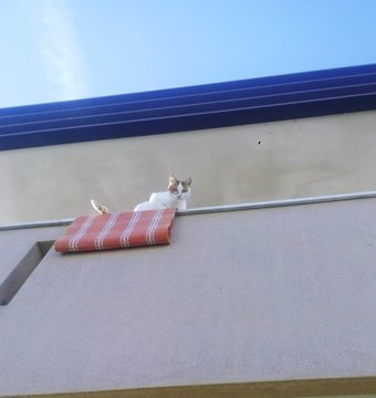 Low Angle Portrait Of Cat On House Wall