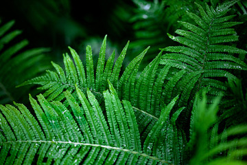 A close up of a fern with raindrops