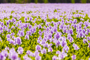 Obraz premium Common water hyacinth blossom, a sea of flowers in Hong Kong