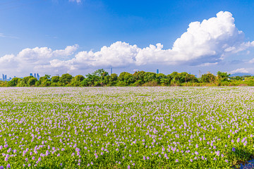 Common water hyacinth blossom, a sea of flowers in Hong Kong