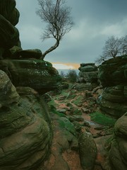 tree on the rocks