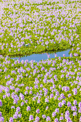 A droid flying on top of the sea of flower (Common water hyacinth blossom) in Hong Kong