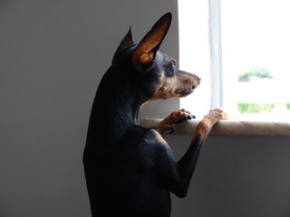 Dog vigilante