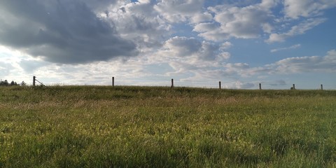 field of wheat
