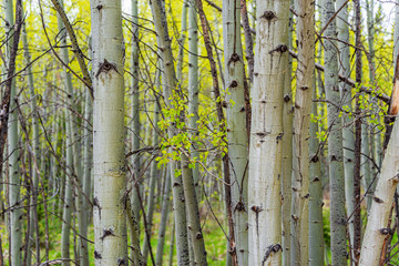 Fototapeta premium aspen high