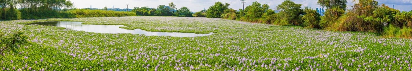 Panorama view, Common water hyacinth blossom, a sea of flowers in Hong Kong