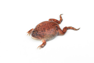 Bullfrog isolated on white background.