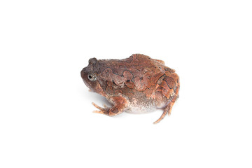 Bullfrog isolated on white background.