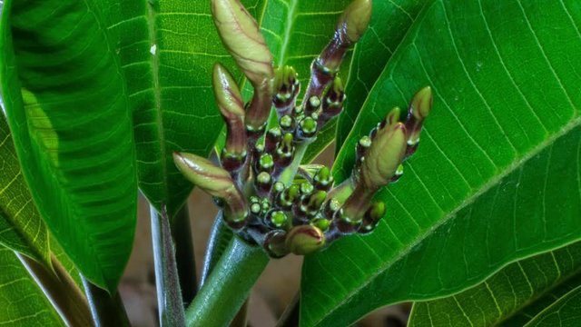 Cloase-up Of Plumeria Buds Forming Then Into Flower - Frangipani