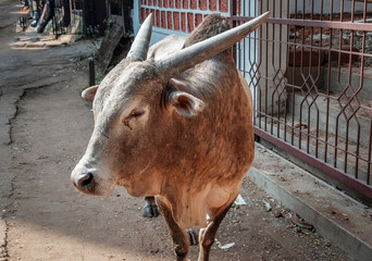 A bull walks the streets of a city in India