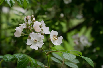 Blooming blackberry
