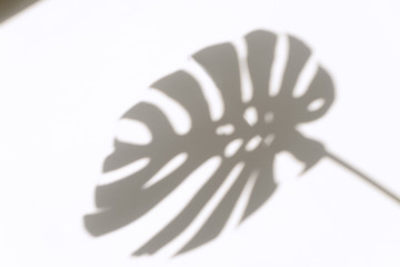 Monstera leaf shadow overlay on white wall background. Shadow of tropical leaves on the white wall. Big tropical plants, vines monstera.