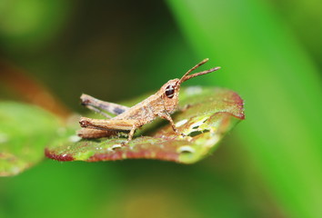 beautiful insect grasshopper is masked among green leaves in sunny