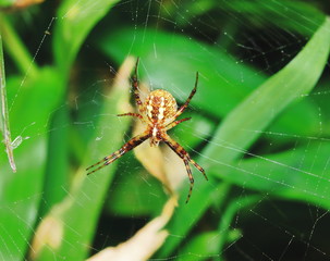Macro Photography of Jumping Spider on Green Leaf for background