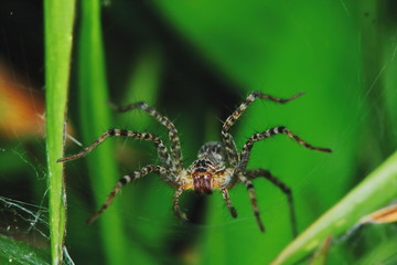 Macro Photography of Jumping Spider on Green Leaf for background