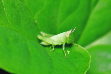 green grasshopper is masked among green leaves in sunny