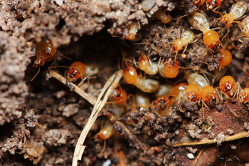 macro of small termite in nature  for background