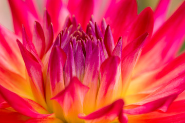 Closeup of beautiful multi-colored dahlia blossom in summer