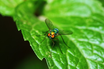 Small fly insects in macro photography on background